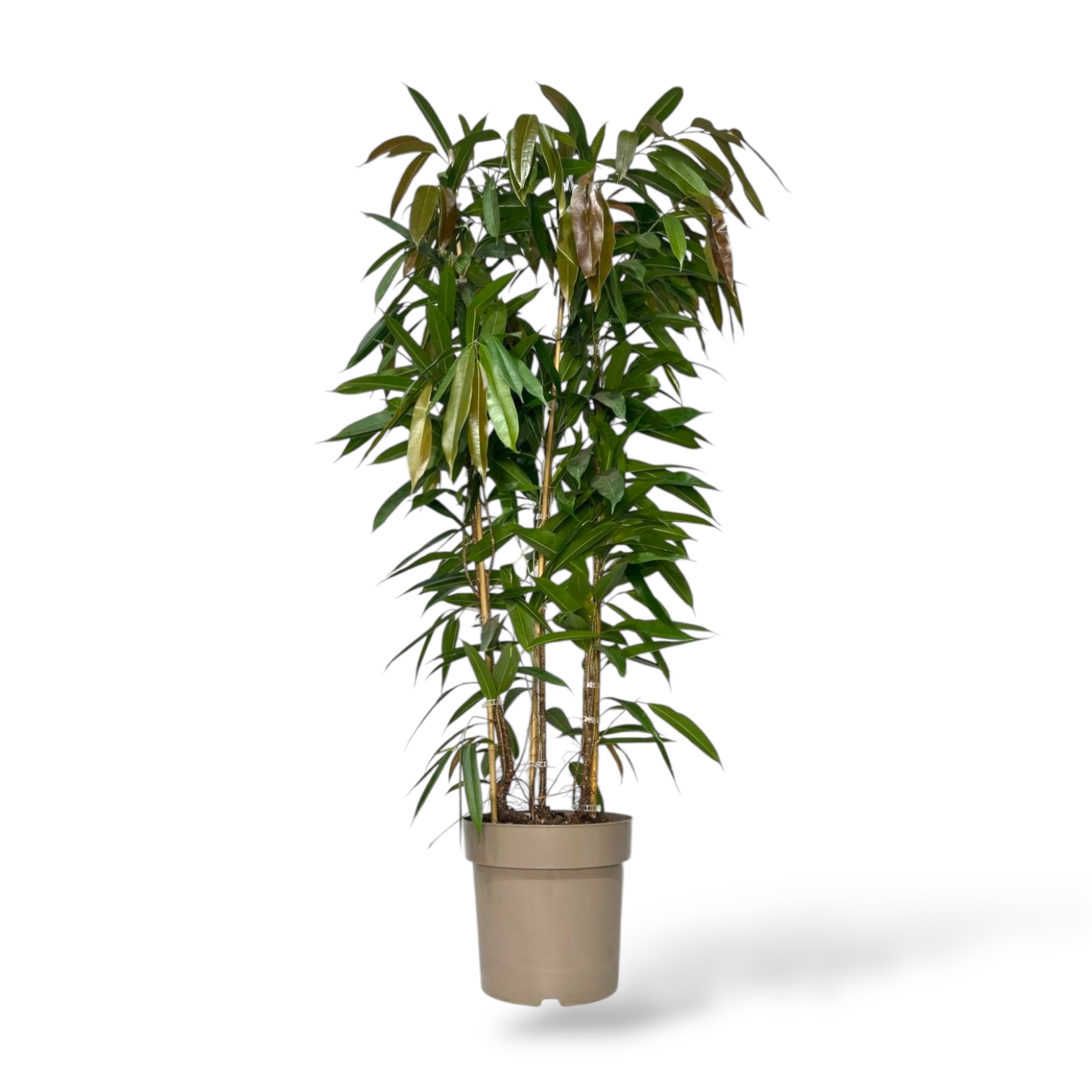 fikus binnedika amstel king 3 stvola