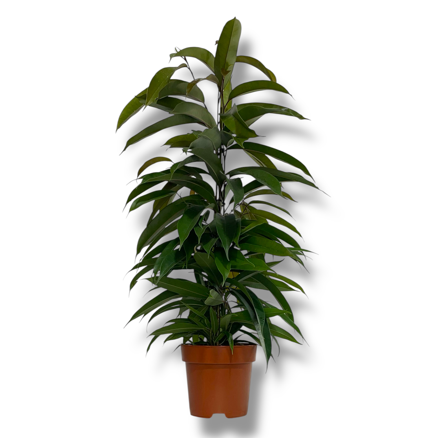 fikus-binnedika-amstel-king-piramida.png fikus binnedika amstel king piramida