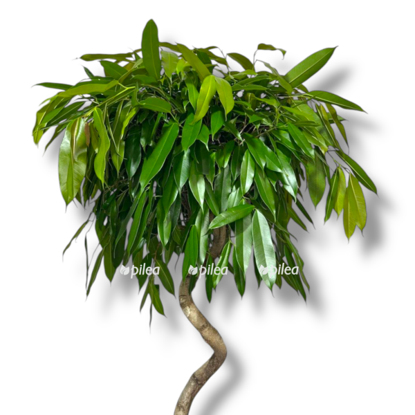 fikus binnedika amstel king spiral e1758345459432