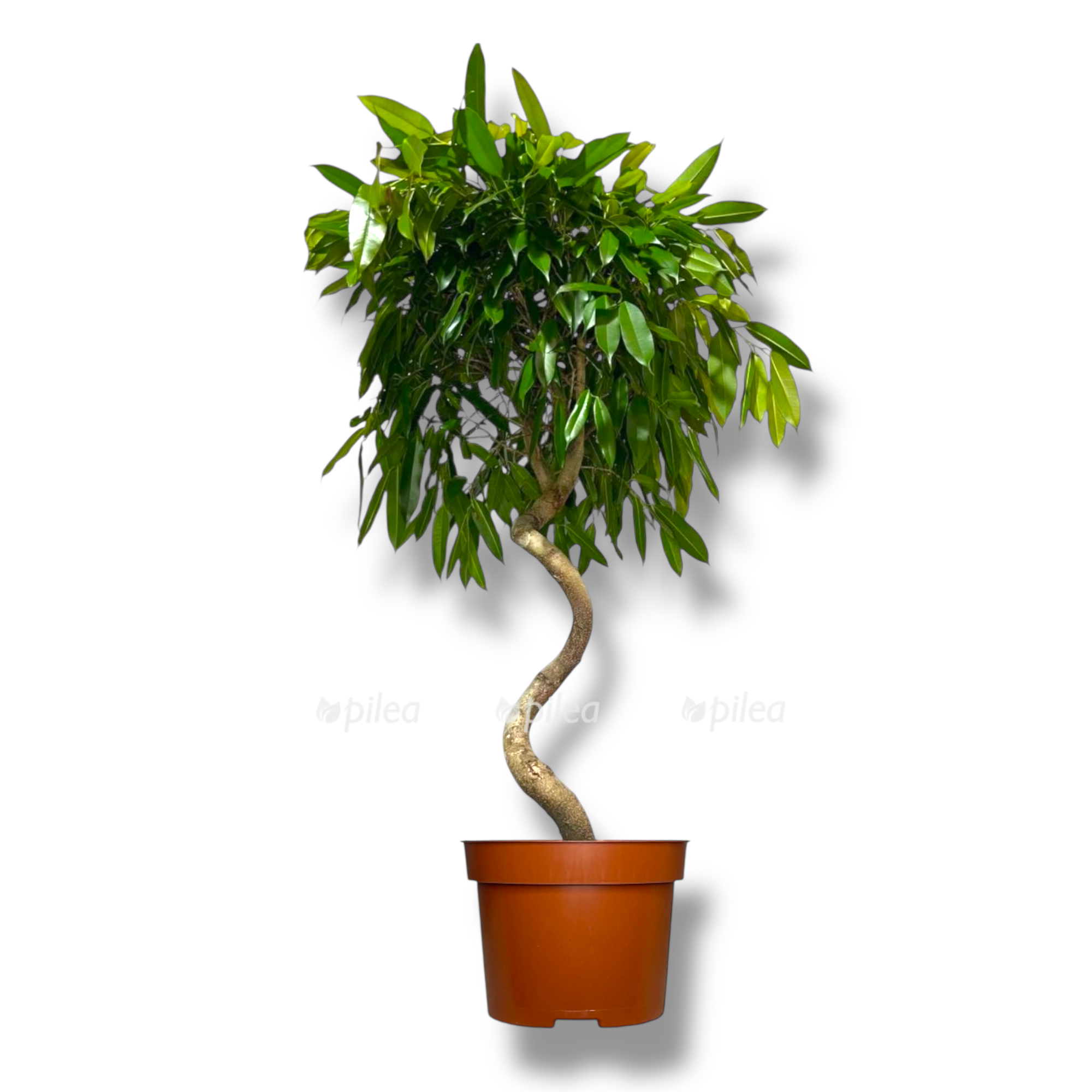 fikus binnedika amstel king spiral