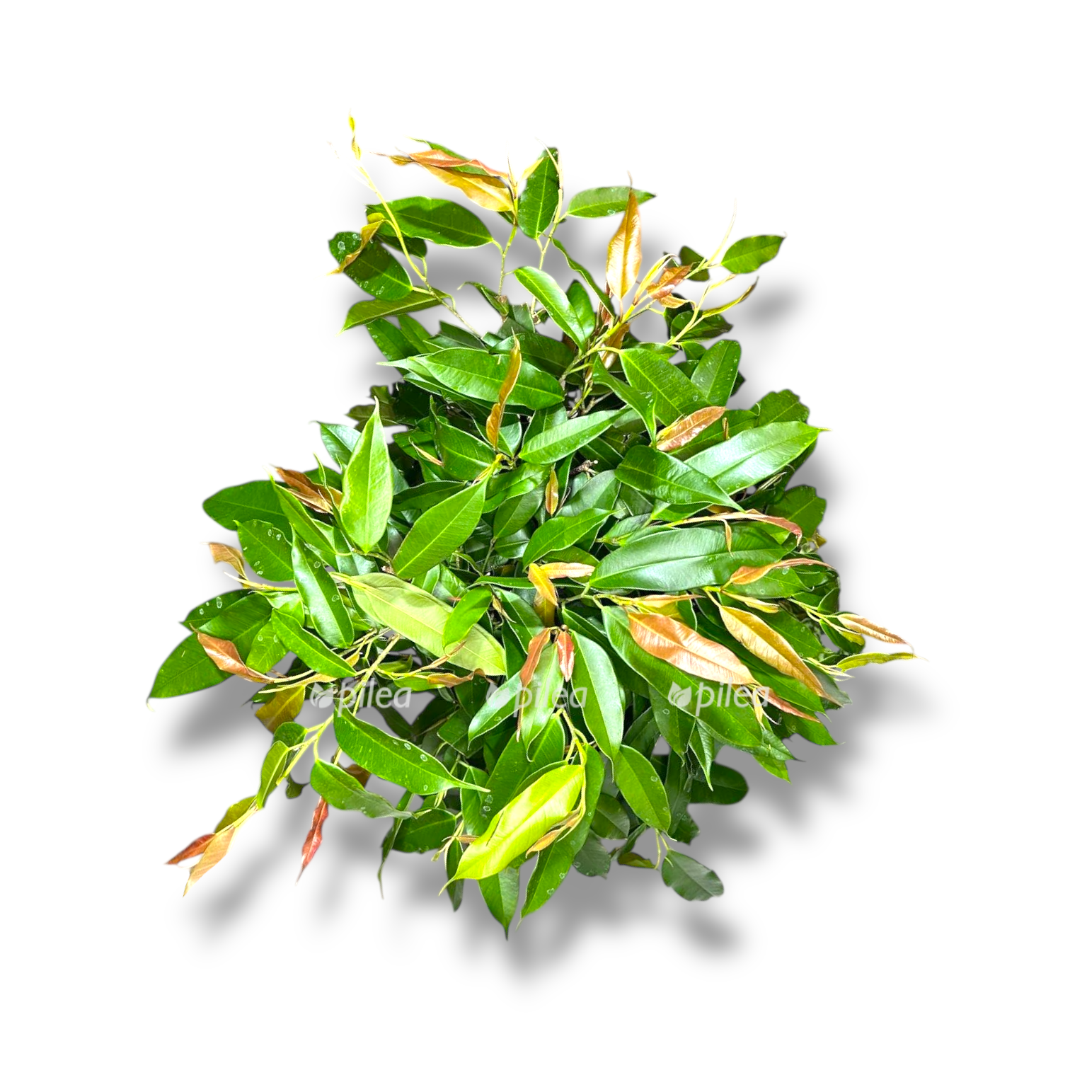 fikus binnelika amstel king perepletennyj