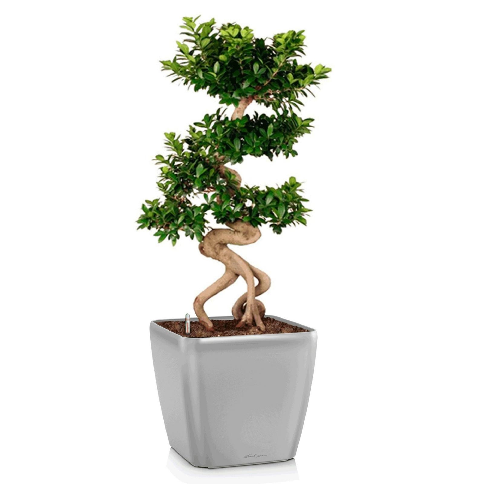 fikus bonsaj quadro ls 43 serebristyj metallik