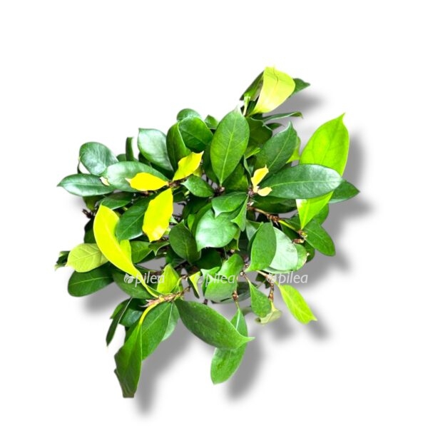 fikus ciatistipula perepleyoennyj e1739947433594