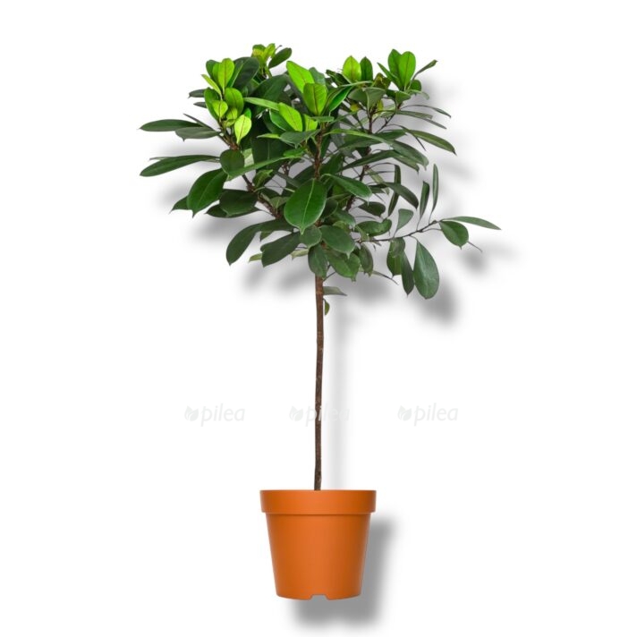 fikus ciatistipula shtamb e1770447255558