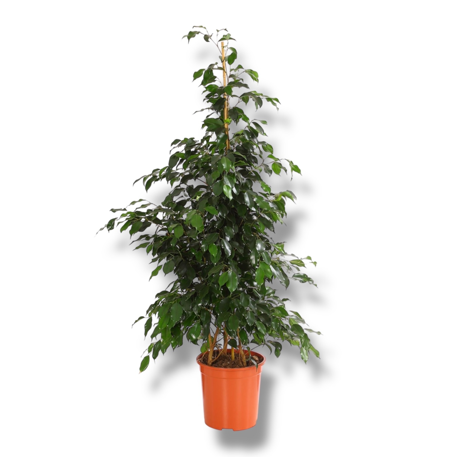 fikus daniel piramida akkuratnoe derevo s nasyshchennoj zelenyu