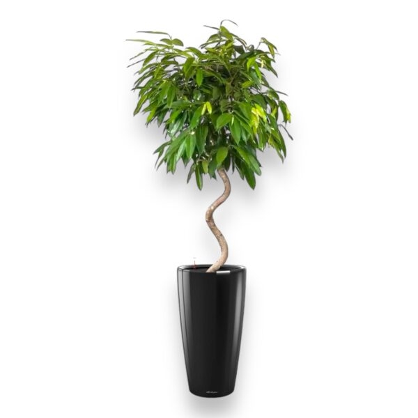 fikus ekzotika v rondo e1729363967149