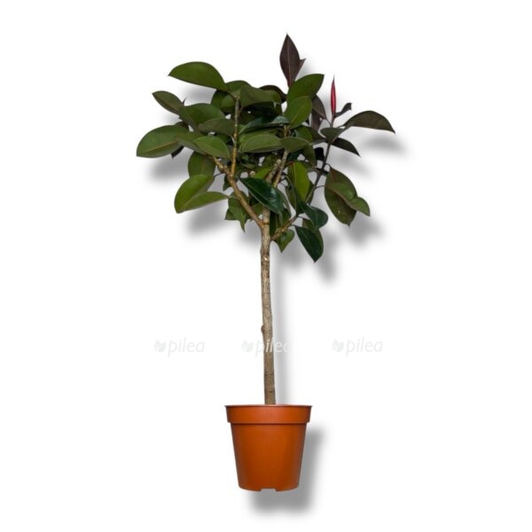 fikus elastika abidzhan shtamb e1738257627894