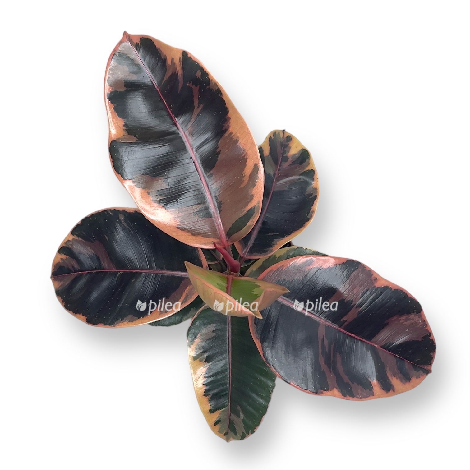 fikus elastika beliz