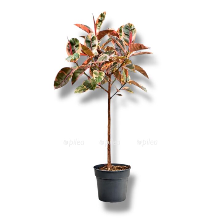 fikus elastika beliz shtamb e1770012183227