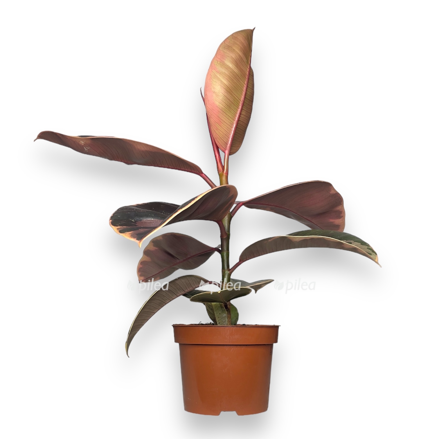 fikus elastika beliz