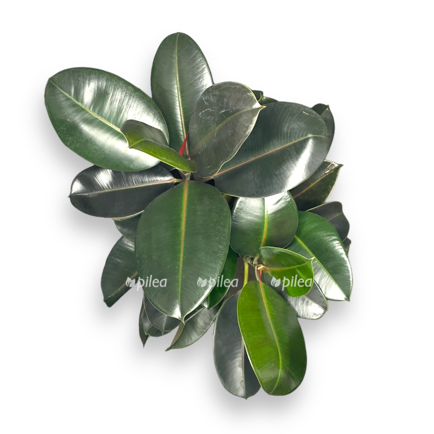 fikus elastika burgundi