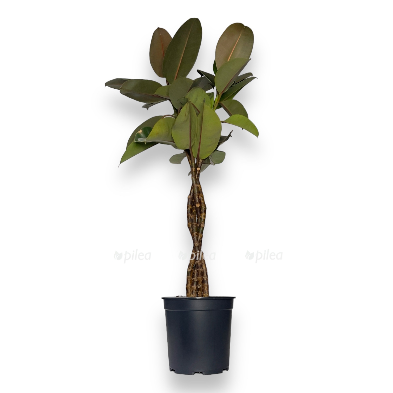 fikus elastika burgundi