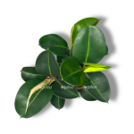 fikus elastika hloya shtamb 1 1 e1767687681599