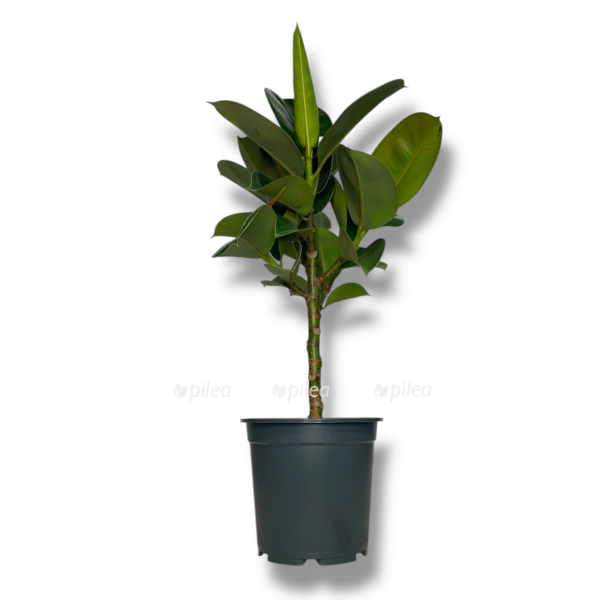 fikus elastika hloya shtamb e1767687666602