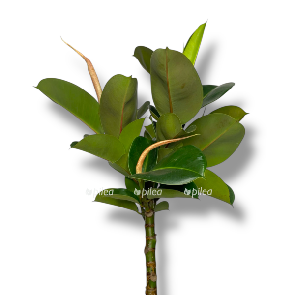 fikus elastika hloya shtamb e1767687674349