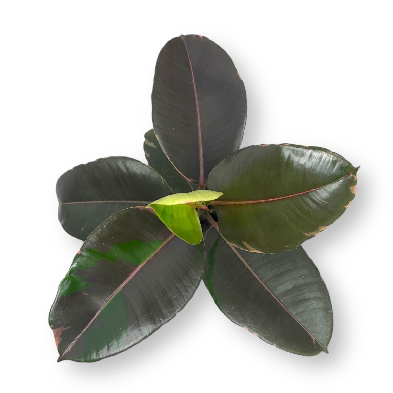 fikus elastika pink kamuflyazh