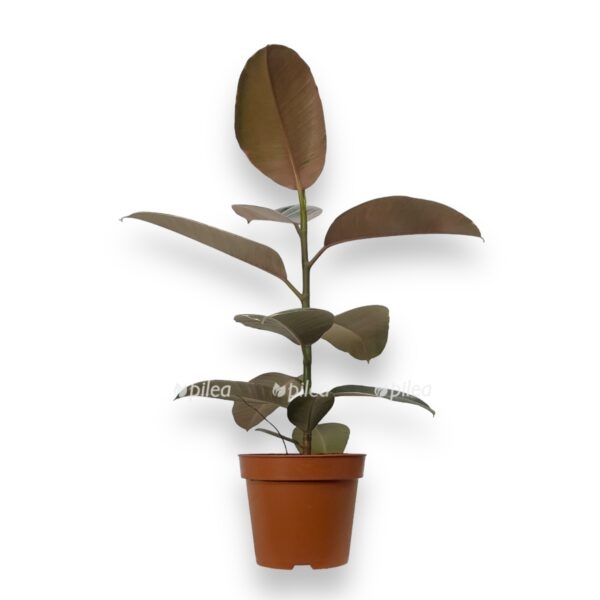 fikus elastika pink kamuflyazh e1725264221431