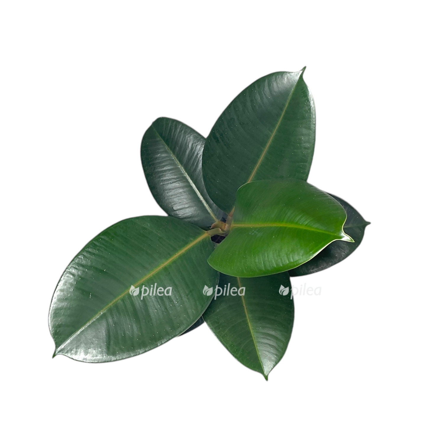 fikus elastika robusta