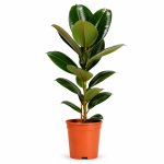 fikus elastika robusta 1