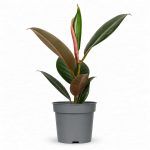 fikus elastika robusta 3