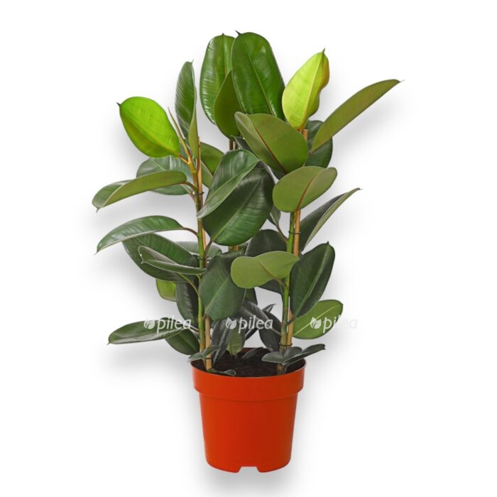 fikus elastika robusta 3 stvola 27 100 sm e1699780519786