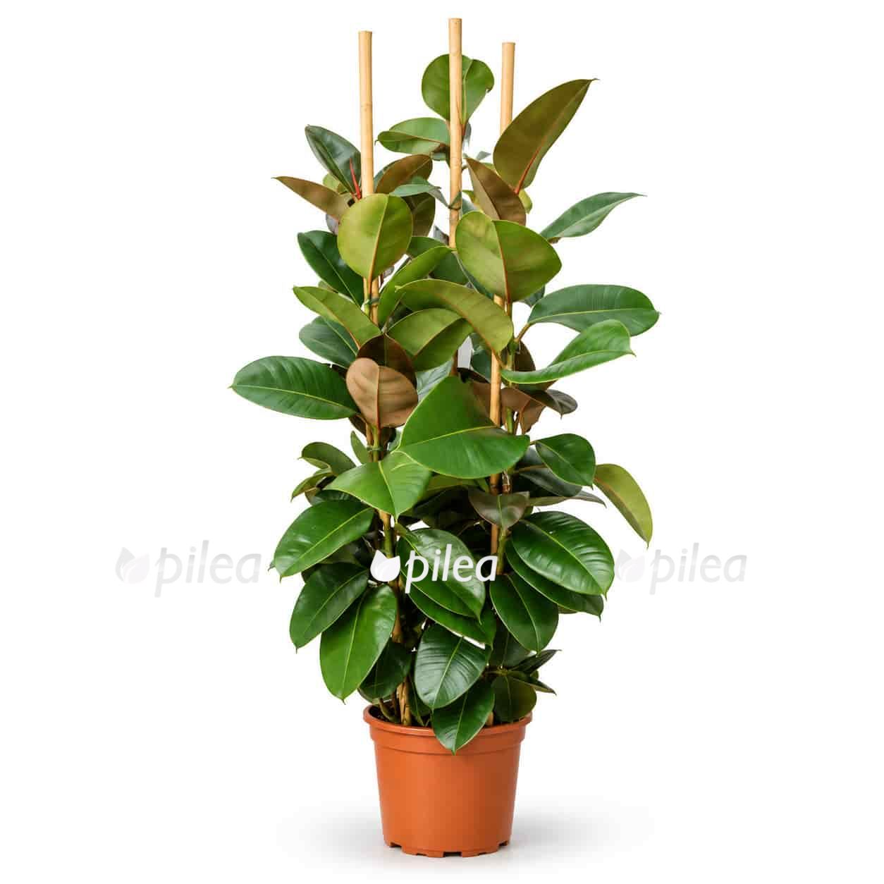 fikus elastika robusta 3stvola