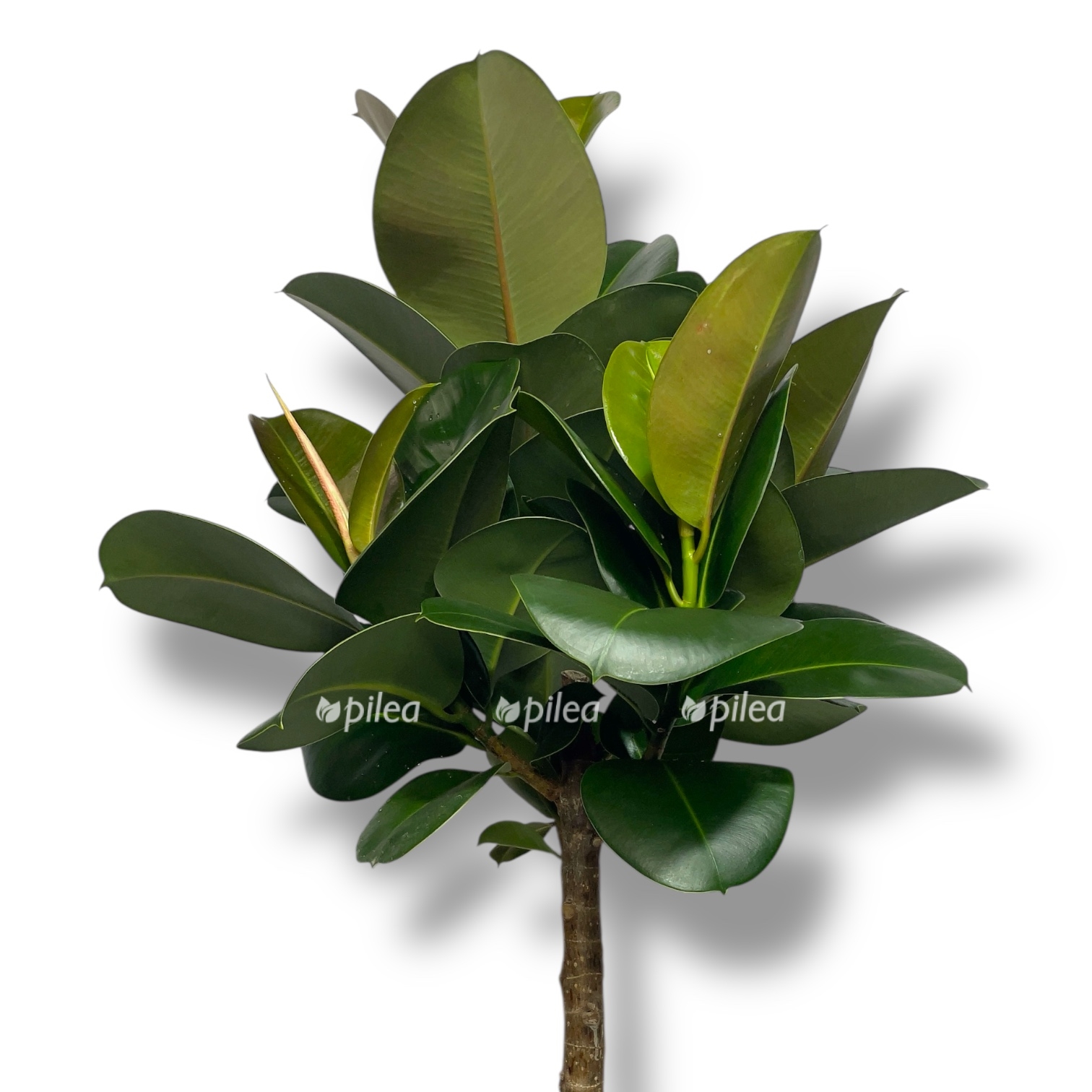 fikus elastika robusta shtamb