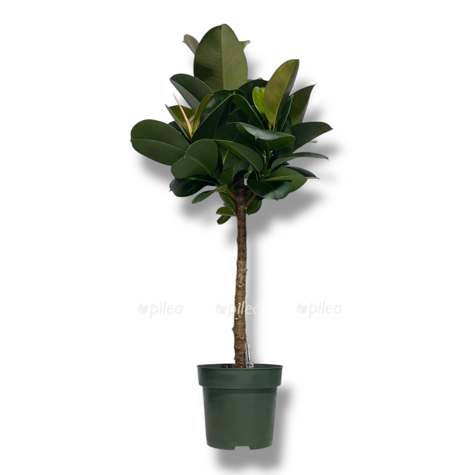 fikus elastika robusta shtamb