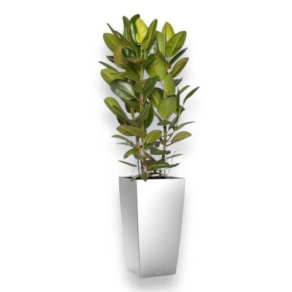 fikus elastika robusta v cubico e1729361674115