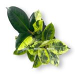 fikus elastika shriveriana munshajn 3 stvola e1706545411232