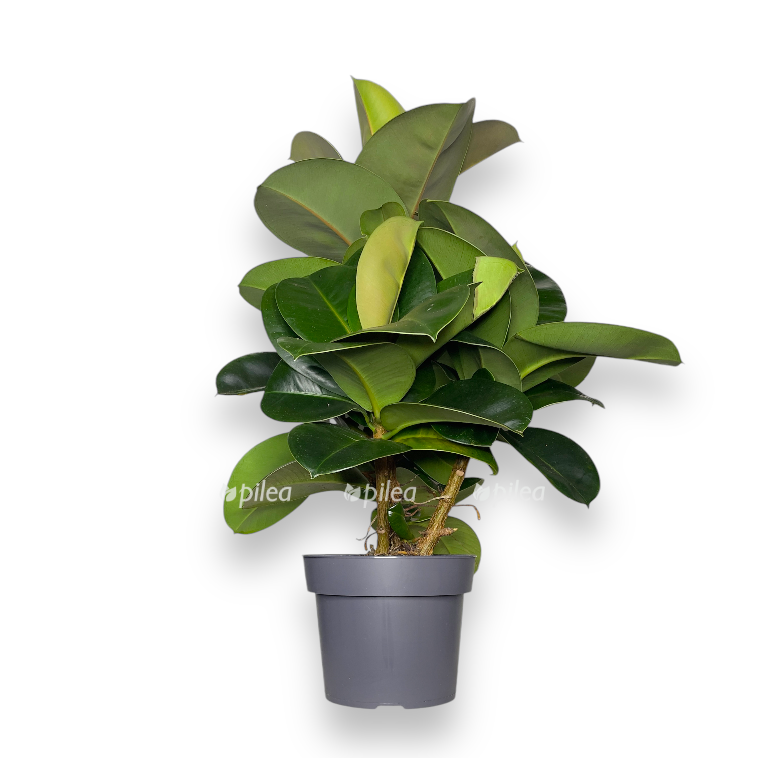 fikus elastika sofiya 50 sm