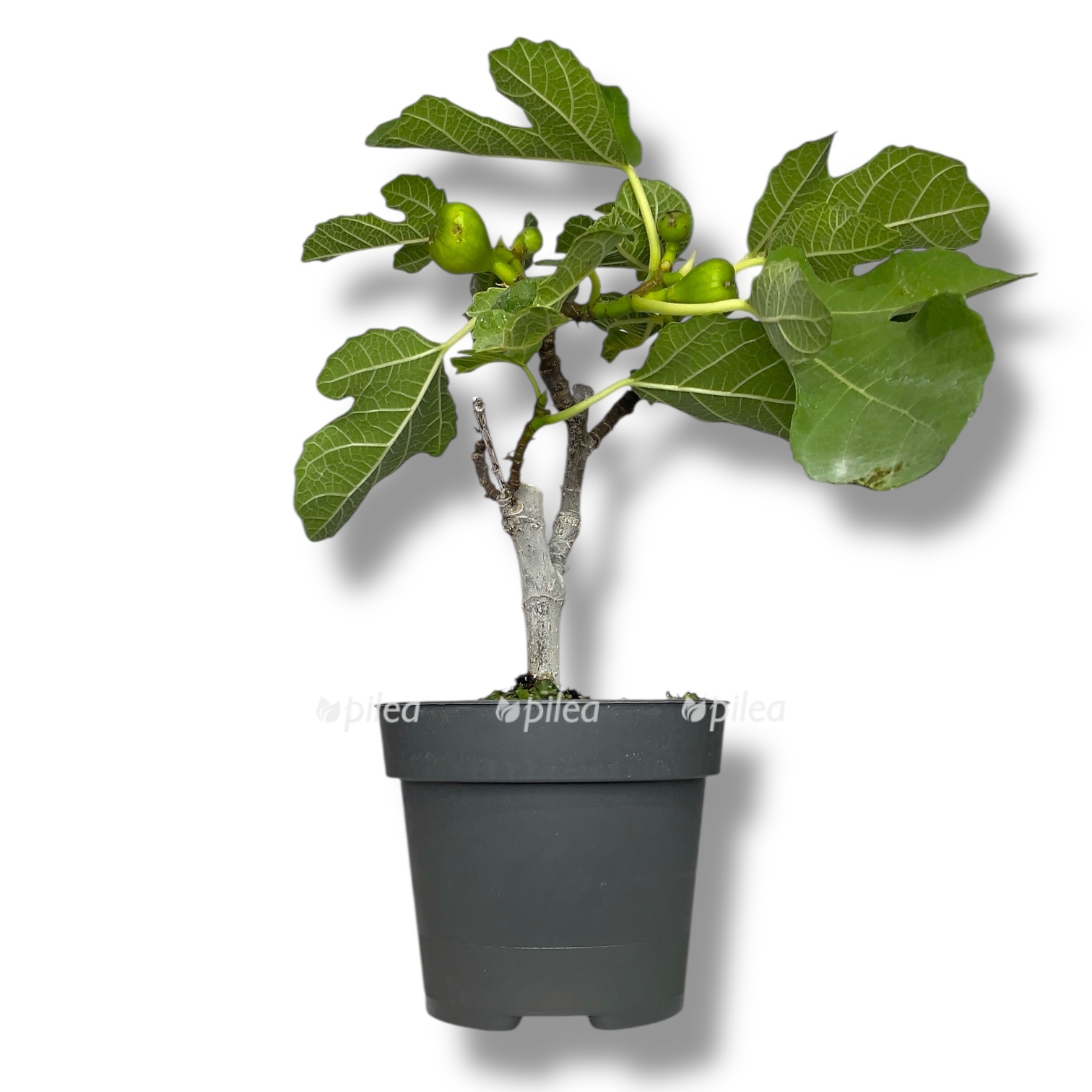 fikus-karika-inzhir.jpg fikus karika inzhir