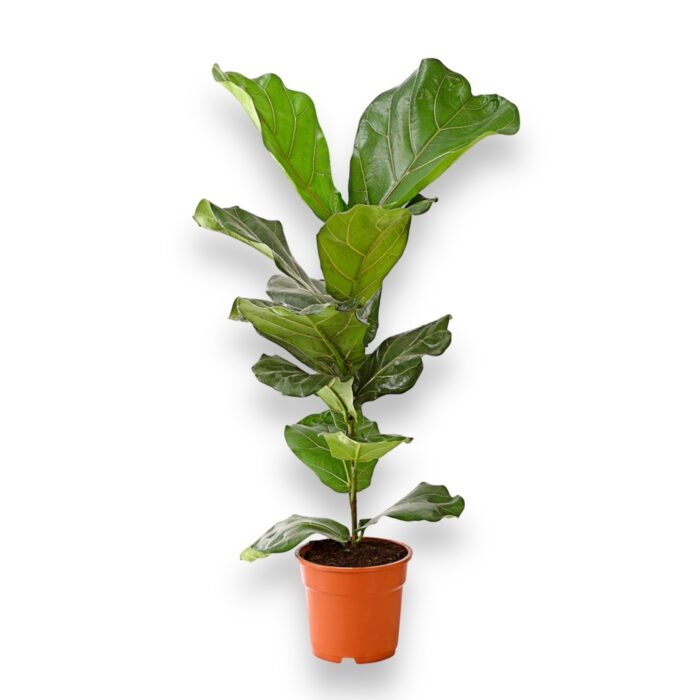 fikus lirata 17 65 sm e1698258684737