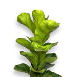 fikus lirata bambino