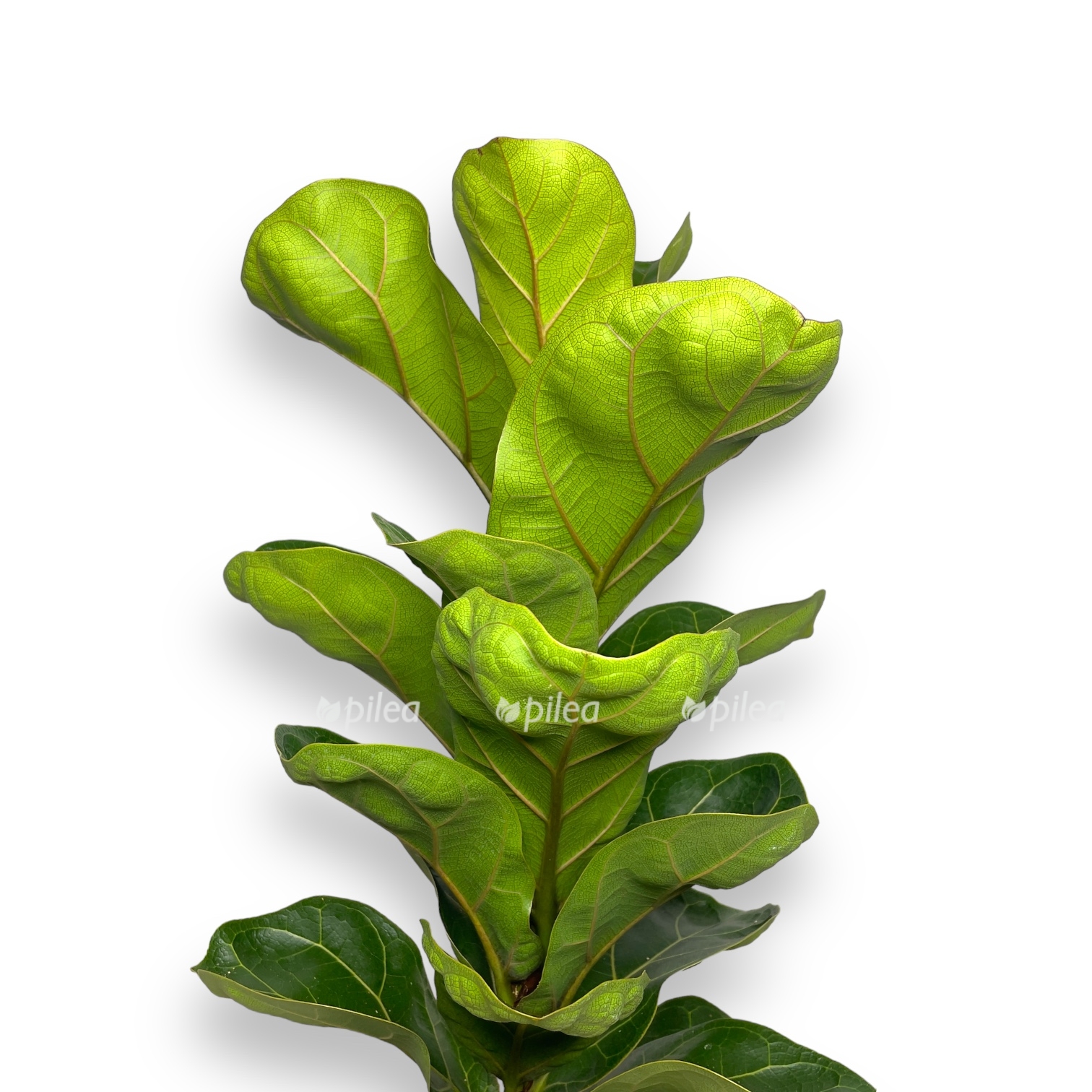 fikus lirata bambino