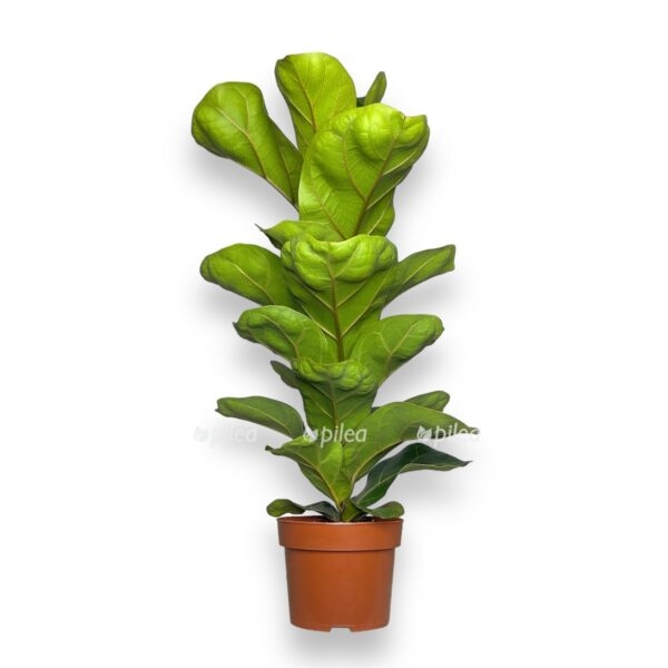 fikus lirata bambino e1758255098536