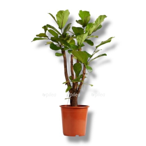 fikus lirata branch e1769159580154