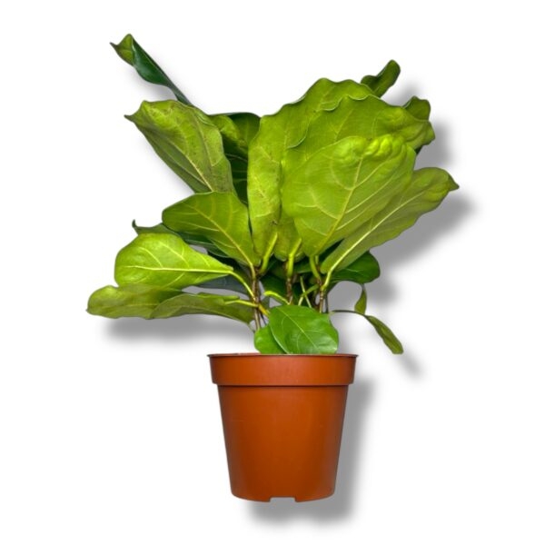 fikus lirata bush e1738682590984