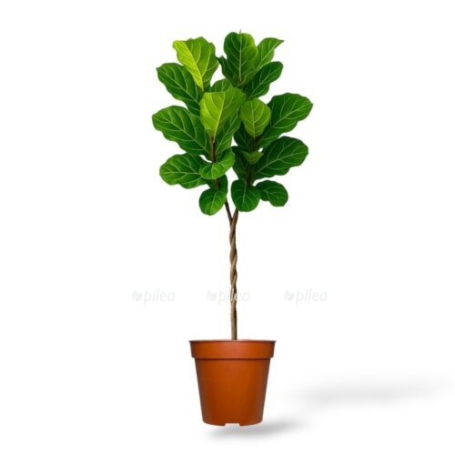 fikus lirata perepletennyj e1746340887211