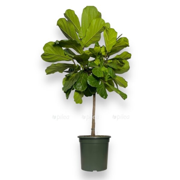 fikus lirata shtamb e1728935527703