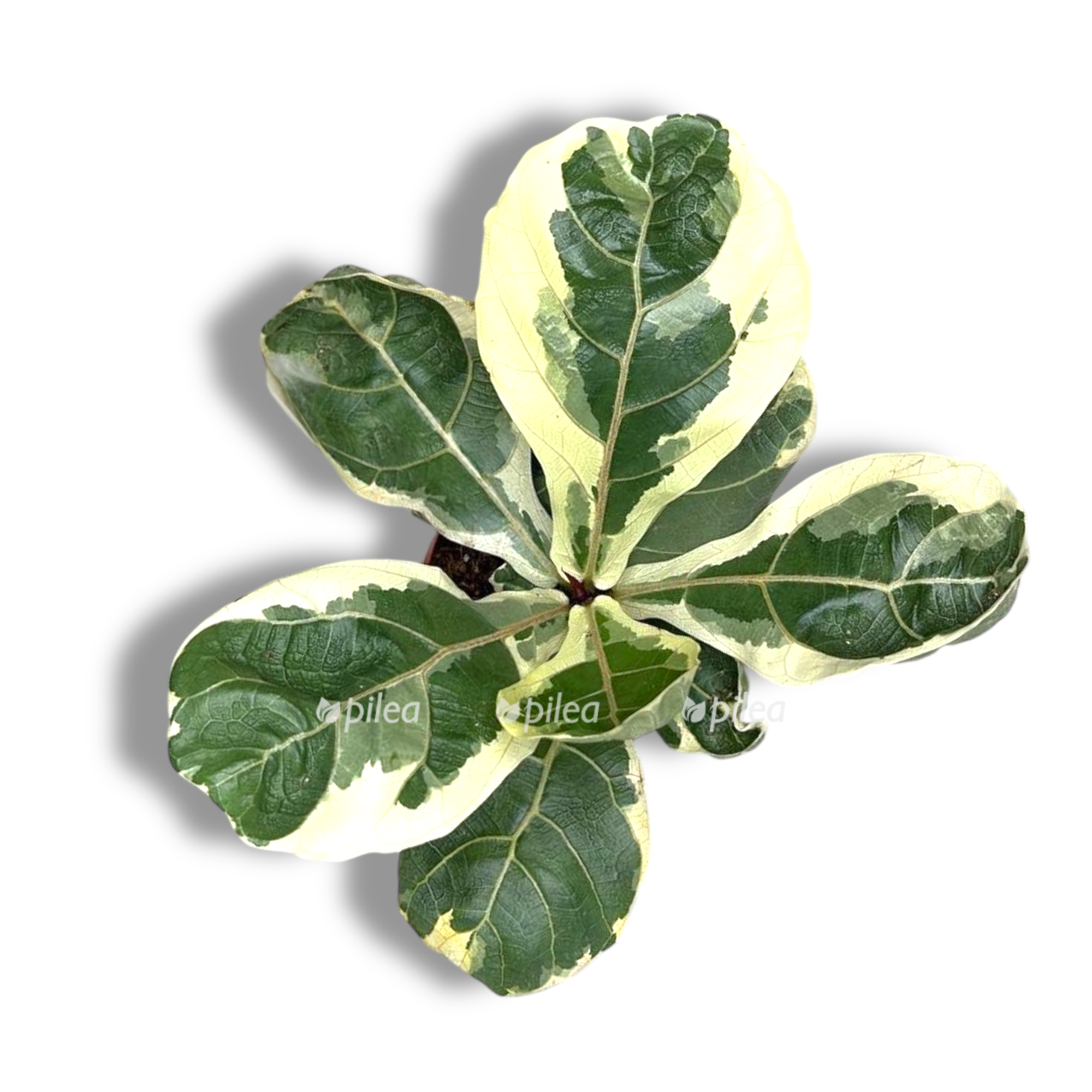 fikus lirata variegata