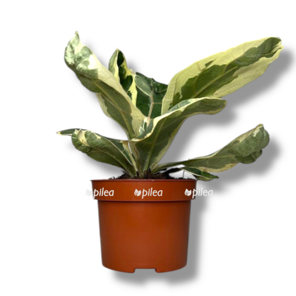 fikus lirata variegata e1758345469460