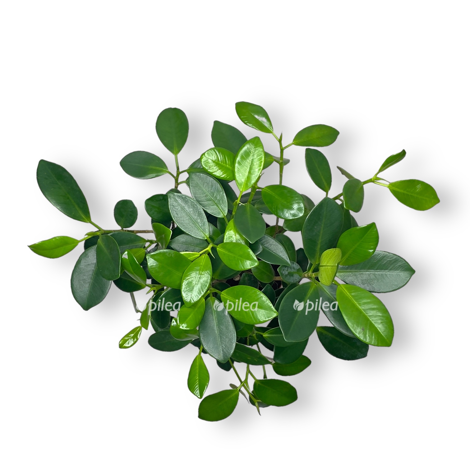 fikus majya perepletennyj