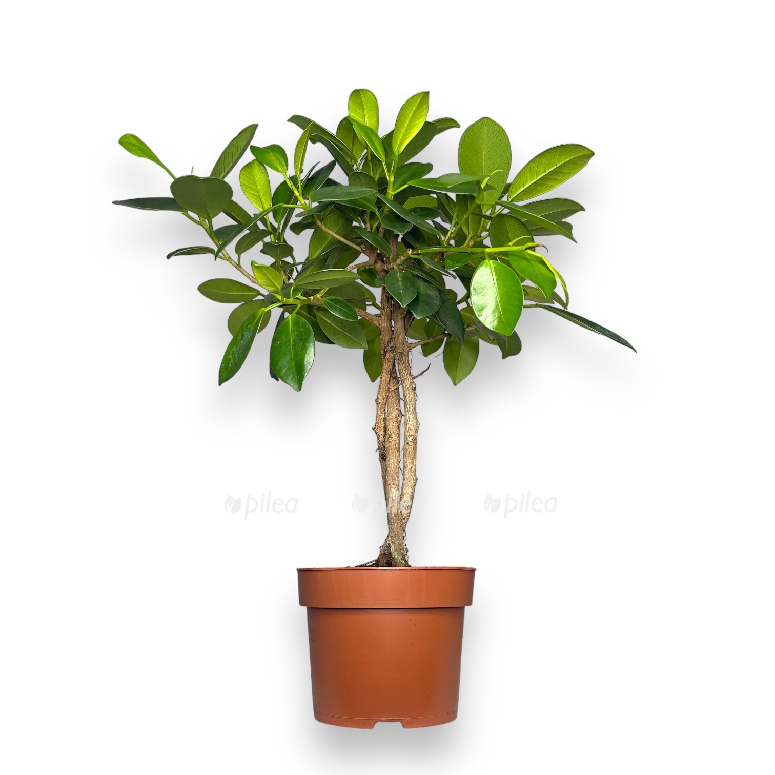 fikus majya perepletennyj