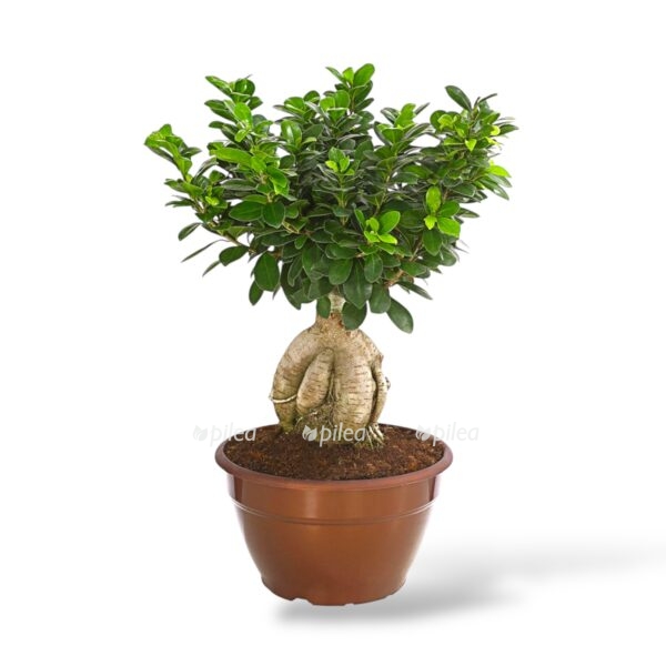 fikus mikrokarpa ginseng e1743911394499