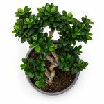 Фикус Микрокарпа Гинсенг переплетённый купить
