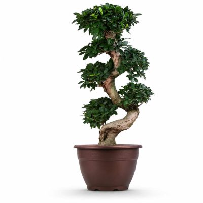 Фикус Микрокарпа Гинсенг S-type купить