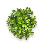 fikus mikrokarpa moklejm cilindr e1726725018977