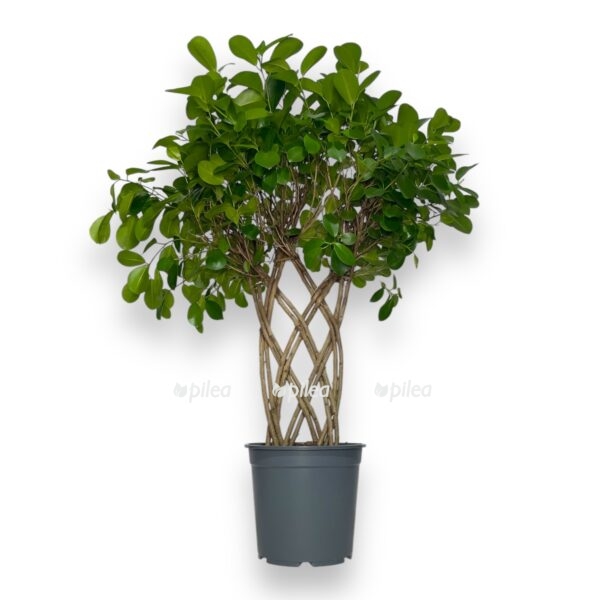 fikus-mikrokarpa-moklejm-reshetka-e1736695658559.jpeg fikus mikrokarpa moklejm reshetka e1736695658559