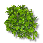 fikus nitida shtamb